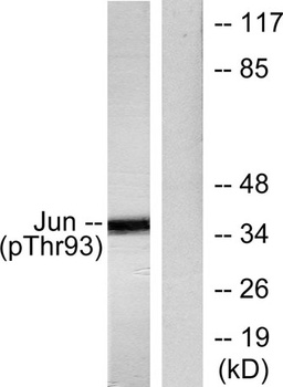 AP-1 (phospho-Thr93) antibody