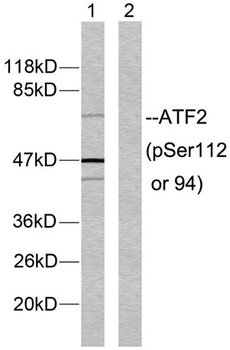ATF-2 (phospho Ser112) rabbit pAb