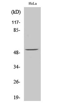 ATF-2 (phospho Ser62) rabbit pAb