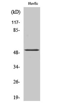 ATF-2 (phospho Thr71) rabbit pAb