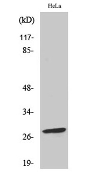 Bcl-2 (phospho-Ser70) antibody