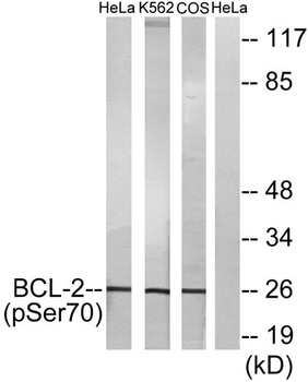Bcl-2 (phospho Ser70) rabbit pAb