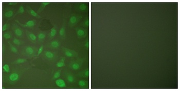 C/EBP β (phospho Thr235) rabbit pAb