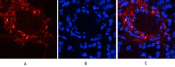 Catenin-β (phospho Ser37) rabbit pAb