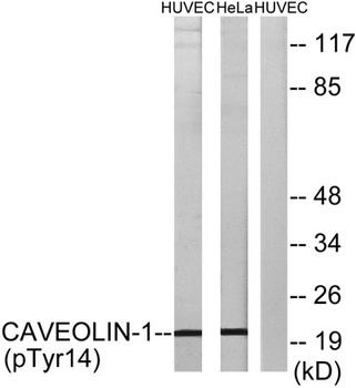 Caveolin-1 (phospho-Tyr14) antibody