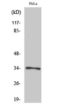 Cdc2 (phospho-Thr161) antibody