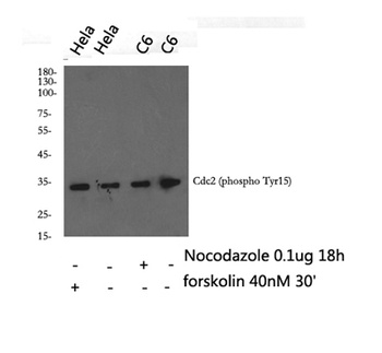 Cdc2 (phospho-Tyr15) antibody