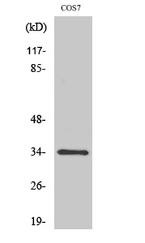 Cdc2 (phospho-Tyr15) antibody