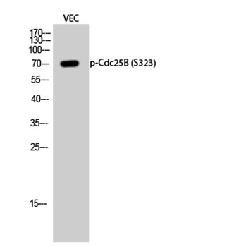 Cdc25B (phospho-Ser323) antibody