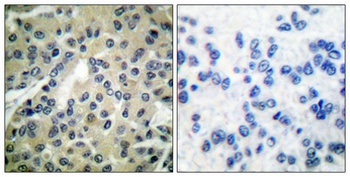 Cdc25B (phospho Ser323) rabbit pAb