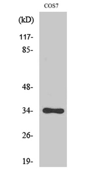 Cdk1/2/3 (phospho-Thr14) antibody