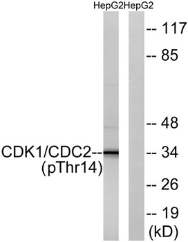 Cdk1/2/3 (phospho-Thr14) antibody