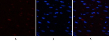 Chk2 (phospho Thr68) rabbit pAb