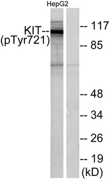 c-Kit (phospho-Tyr721) antibody