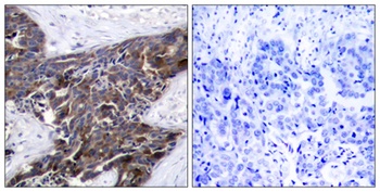 Connexin 43 (phospho Ser368) rabbit pAb