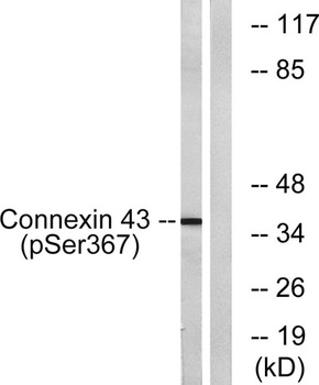Connexin 43 (phospho Ser368) rabbit pAb