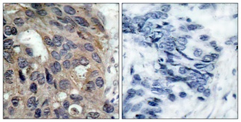 c-Src (phospho Tyr529) rabbit pAb