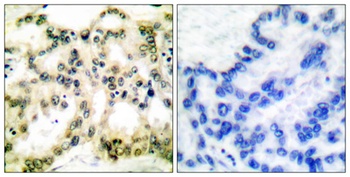 Cyclin B1 (phospho Ser126) rabbit pAb