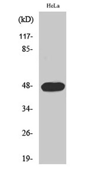 Cyclin E1 (phospho-Thr395) antibody