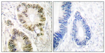 Cyclin E1 (phospho Thr395) rabbit pAb
