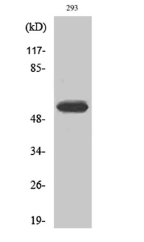 Cytokeratin 8 (phospho-Ser73) antibody