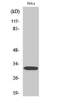 DARPP-32 (phospho Thr75) rabbit pAb