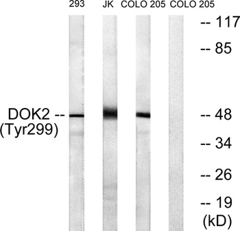 Dok-2 (phospho-Tyr299) antibody