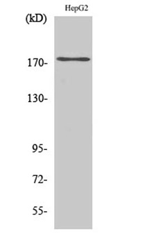 EGFR (phospho Tyr1110) rabbit pAb