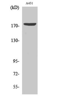 EGFR (phospho-Tyr1197) antibody