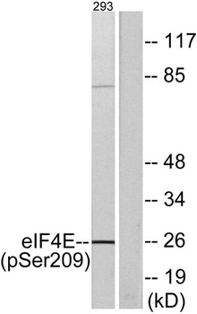 eIF4E (phospho Ser209) rabbit pAb