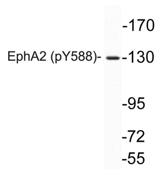 EphA2 (phospho Tyr588) rabbit pAb