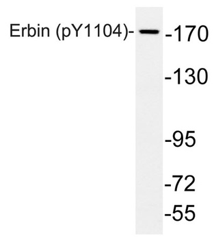 Erbin (phospho Tyr1104) rabbit pAb