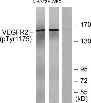 Flk-1/VEGFR2 (phospho Tyr1175) rabbit pAb