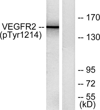 Flk-1 (phospho-Tyr1214) antibody
