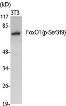 FoxO1 (phospho Ser319) rabbit pAb Antibody
