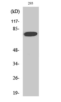 FoxO1 (phospho Ser319) rabbit pAb Antibody