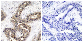 G3BP1 (phospho-Ser232) antibody