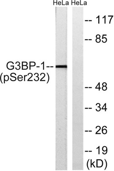 G3BP1 (phospho-Ser232) antibody