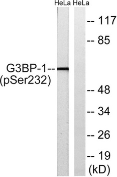 G3BP1 (phospho Ser232) rabbit pAb