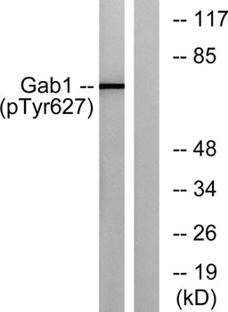 Gab 1 (phospho-Tyr627) antibody