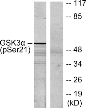 GSK3alpha (phospho-Ser21) antibody