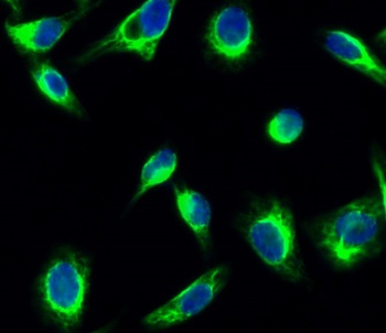 GSK3α/β (phospho Tyr279/216) rabbit pAb