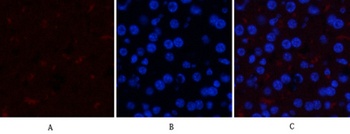 GSK3α/β (phospho Tyr279/216) rabbit pAb