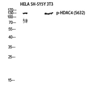 HDAC4 (phospho Ser632) rabbit pAb