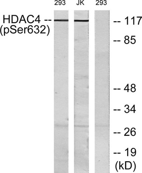 HDAC4 (phospho-Ser632) antibody