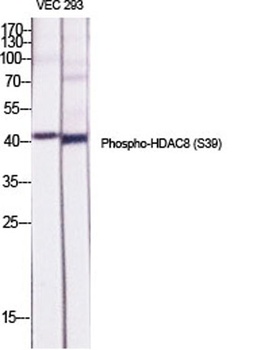 HDAC8 (phospho Ser39) rabbit pAb