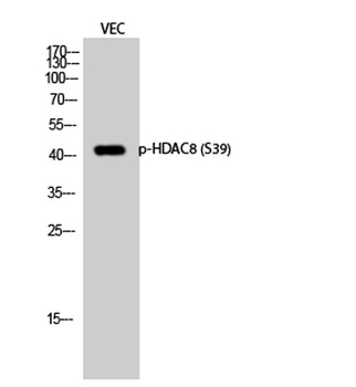 HDAC8 (phospho Ser39) rabbit pAb