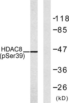 HDAC8 (phospho Ser39) rabbit pAb