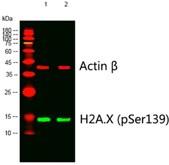 Histone H2A.X (phospho Ser139) rabbit pAb