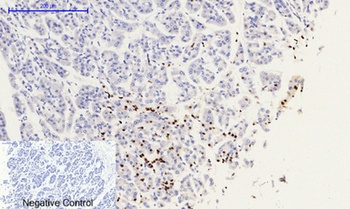 Histone H2A.X (phospho-Ser139) antibody